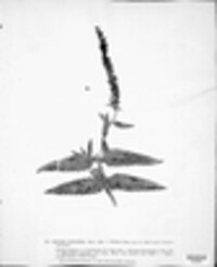 Podosphaera fuliginea image